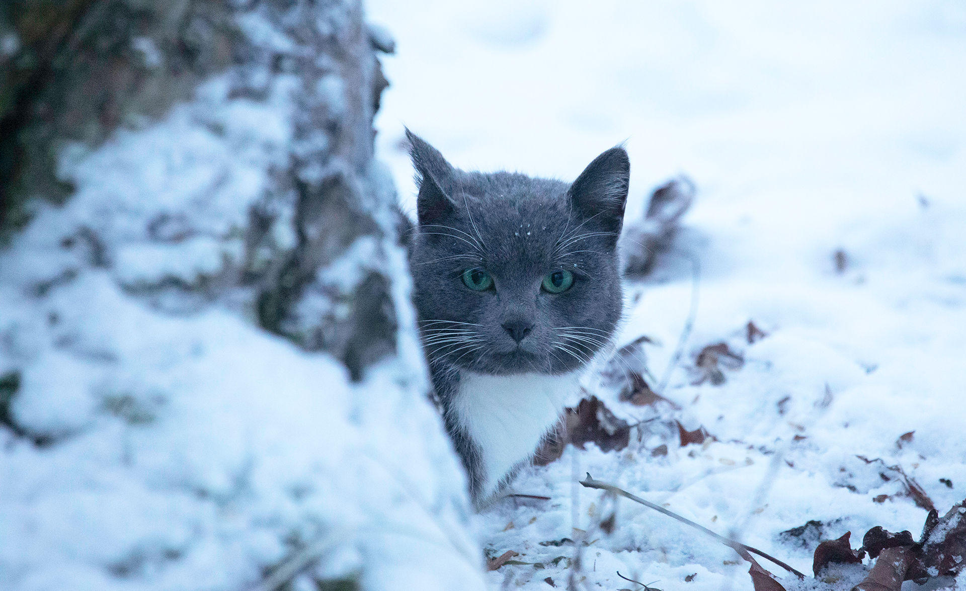 En grå katt tittar fram bakom en trädstam i snö.