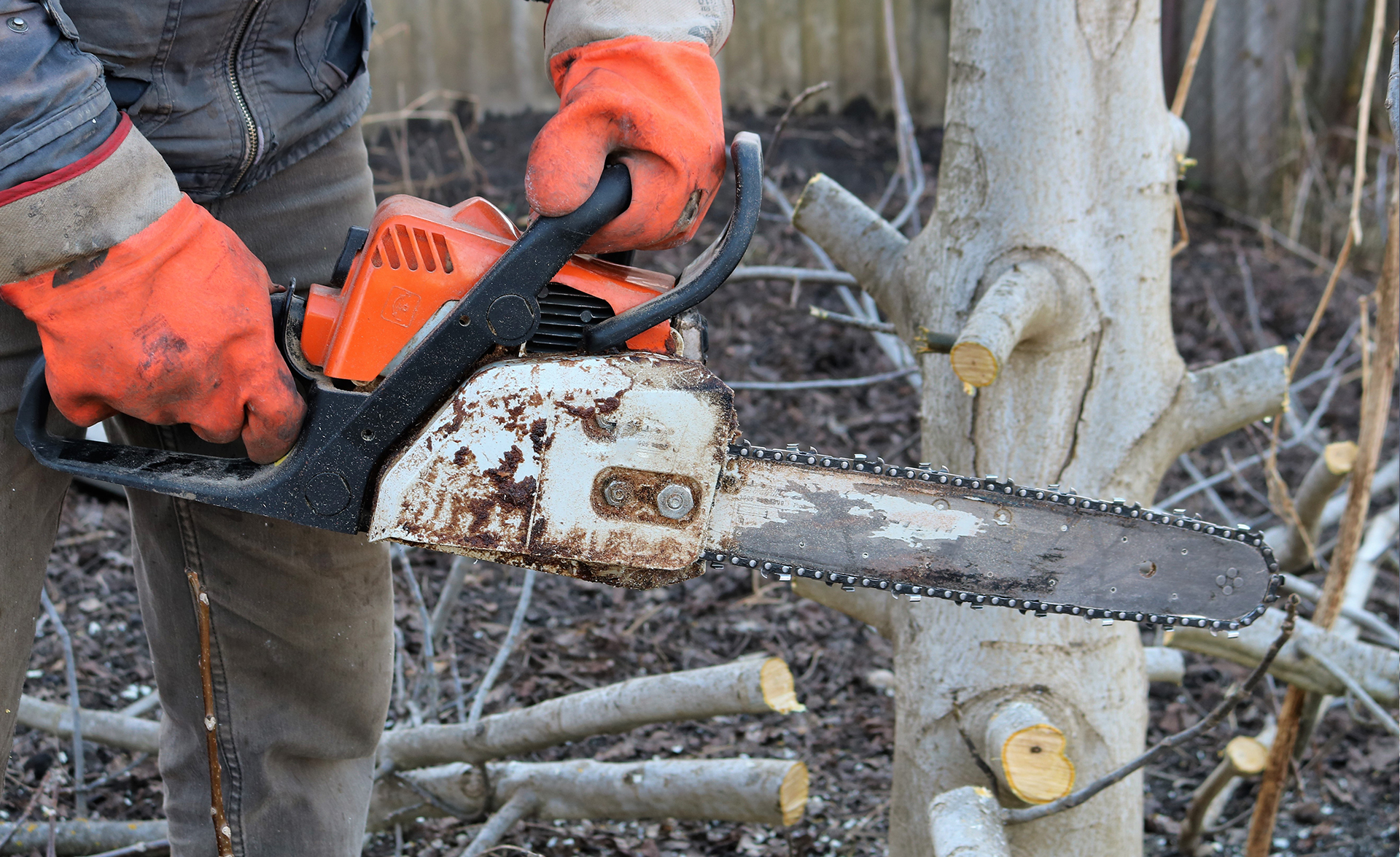 Man med skyddsvantar håller i en motorsåg för att kapa ett träd i en trädgård